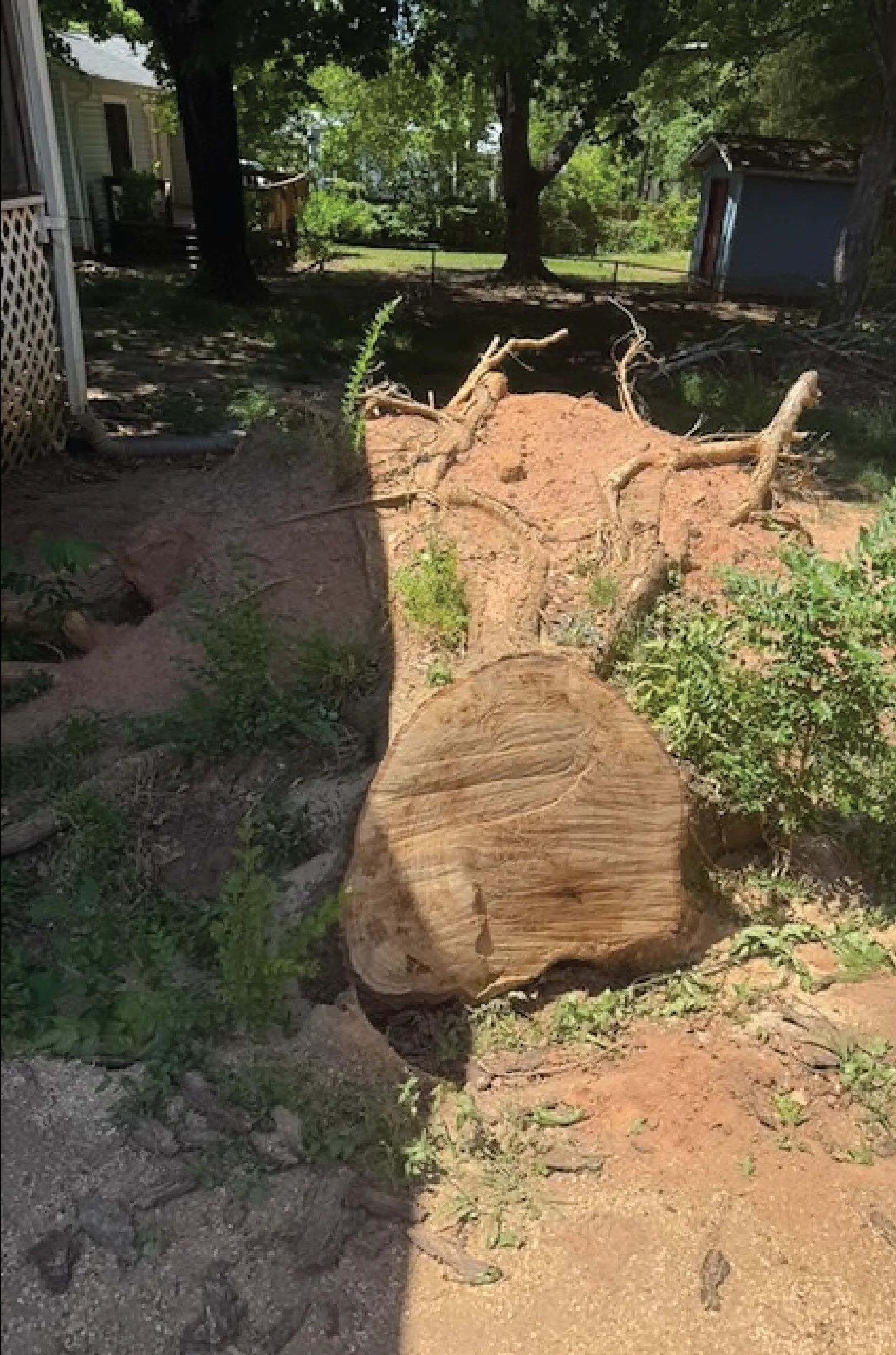 A large blown-over oak stump and root ball lying beside a house, before grinding
