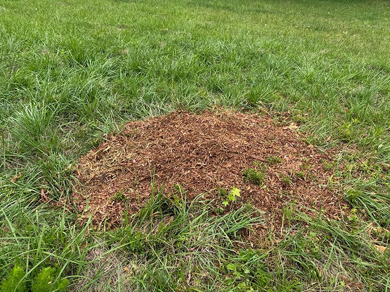 The same spot after grinding: the stump is gone and a low mound of cedar mulch covers the hole