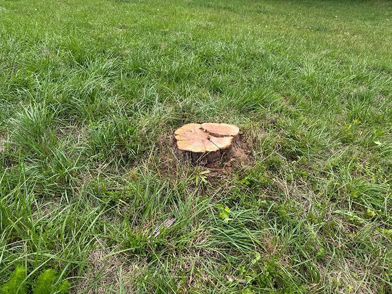 A 26-inch cedar stump sitting in a grassy Spartanburg yard before grinding