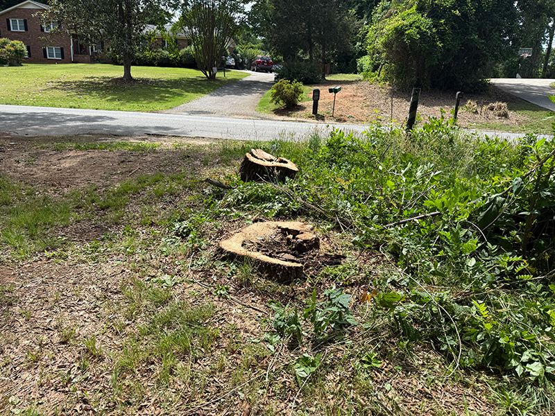Oak stump in an overgrown front-yard strip near a driveway, before grinding